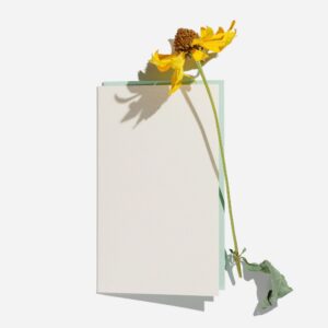 Minimal autumn floral flat lay with yellow dried flowers cosmos and empty paper card for text, white background, shadow from sunlight, Autumnal mock up card, top view, pastel color, copy space